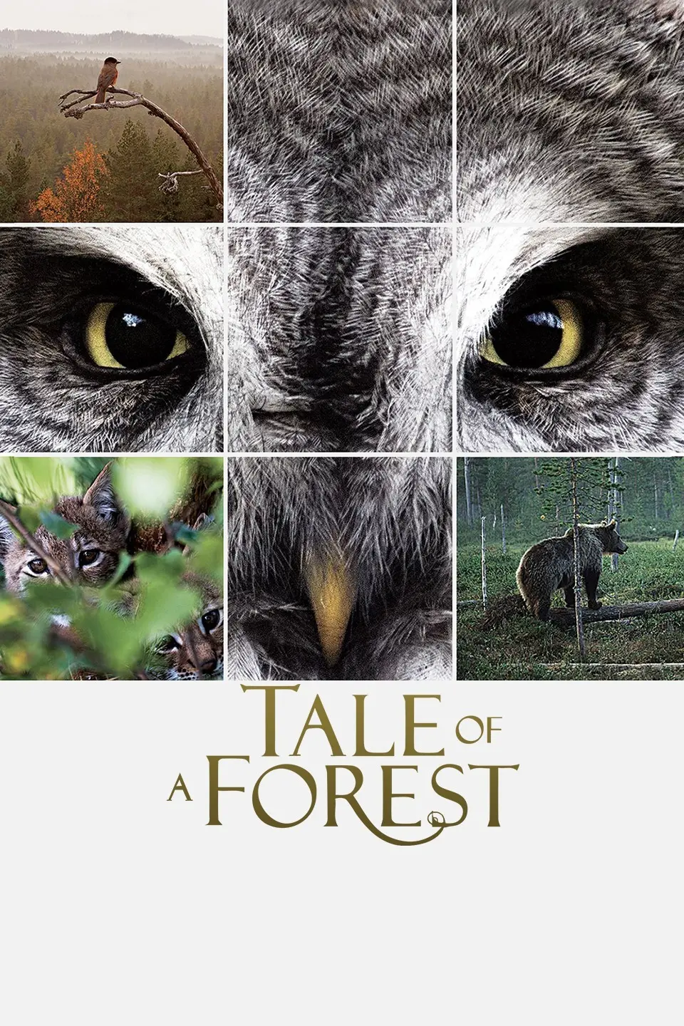 《森之传说》：一场奇幻的寻梦之旅，用勇气和爱守护森林家园